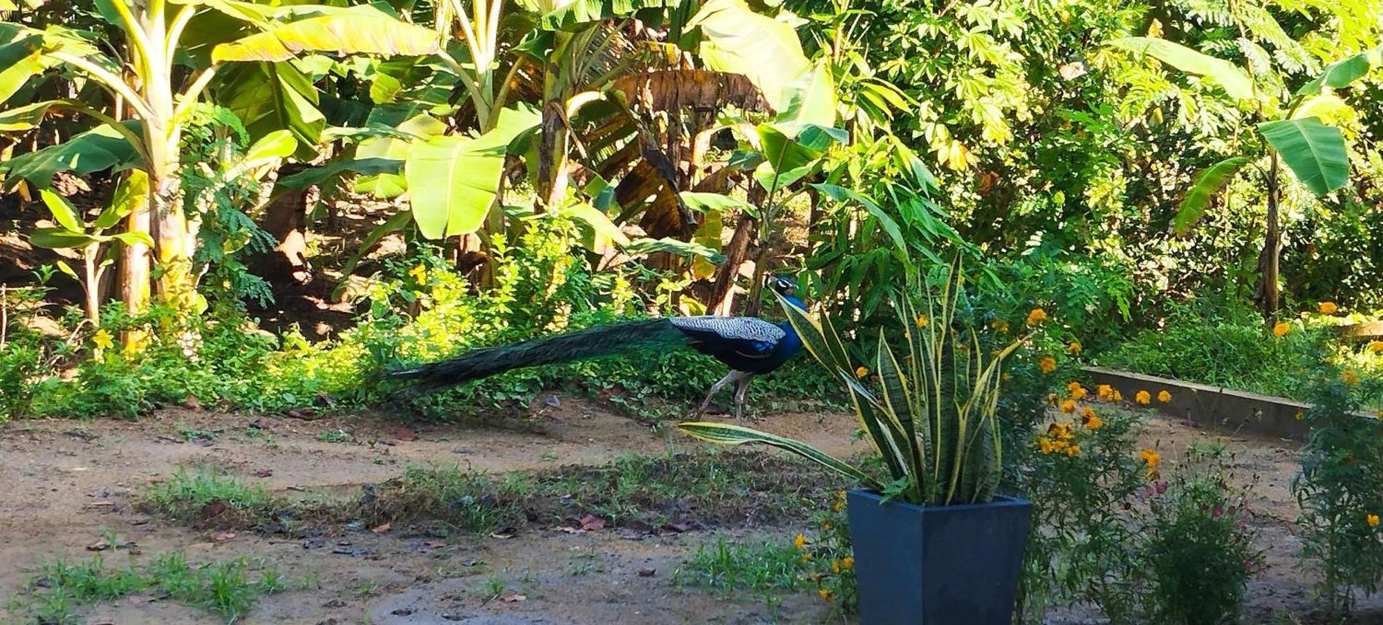 Eco Nest Marakolliya Bed & Breakfast Tangalle Exterior photo
